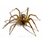 Phobias